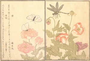 Napisane przez Hiterfly, Dragonfly Haze lub Dragonfly, 1788. autorstwa Kitagawa Utamaro