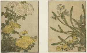 Chryzantema i Narcyz, z ilustrowanej książki „Picture Book: Flowers of the Four Seasons (Ehon shiki no hana)”, tom. 2 autorstwa Kitagawa Utamaro