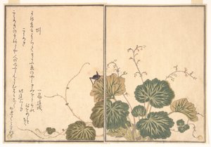  autorstwa Kitagawa Utamaro