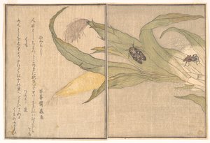  autorstwa Kitagawa Utamaro