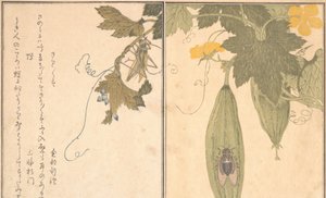 G Rasshopper konik polny, cykada Shikada. . . , 1788. autorstwa Kitagawa Utamaro