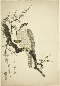 Jastrząb na śliwce autorstwa Kitagawa Utamaro
