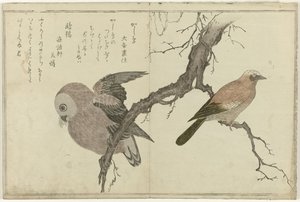 Sójka i sowa autorstwa Kitagawa Utamaro