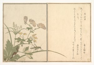  autorstwa Kitagawa Utamaro