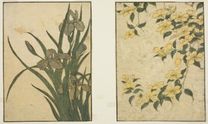 Kerria i Iris, z ilustrowanej książki „Picture Book: Flowers of the Four Seasons (Ehon shiki no hana)”, tom. 1 autorstwa Kitagawa Utamaro