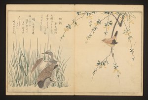 Krzyżówka i zimorodek autorstwa Kitagawa Utamaro