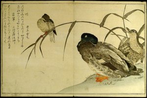 Myriad Birds: Konkurs Kyoka (Momo chidori kyoka awase) autorstwa Kitagawa Utamaro