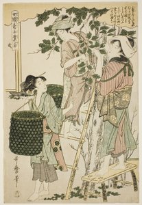 nr 2 (ni), z serii „Kobiety zajmujące się serownictwem (Joshoku kaiko tewaza-gusa)” autorstwa Kitagawa Utamaro