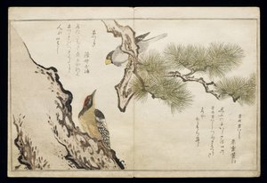 P.332-1946 Vol.1 f.3 Hawfinch and a Woodpecker, z albumu "Birds compared in Humorous Songs", 1791 (kolorowa odbitka drzeworytnicza) autorstwa Kitagawa Utamaro