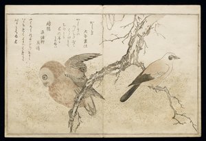 P.332-1946 Vol.1 f.7 Sójka po prawej i Sowa po lewej, z albumu „Birds Compare in Humorous Songs”, 1791 (kolorowy drzeworyt) autorstwa Kitagawa Utamaro
