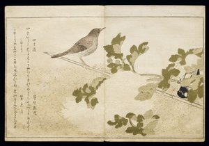 P.332-1946 Vol.2 f.2 Sikora mandżurska i rudzik, z albumu „Ptaki porównane w pieśniach humorystycznych”, 1791 (kolorowy drzeworyt) autorstwa Kitagawa Utamaro