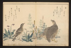 Przepiórka i skowronek autorstwa Kitagawa Utamaro