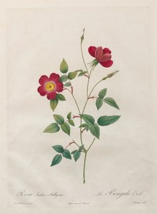 Rosa Indica Stelligera autorstwa Kitagawa Utamaro