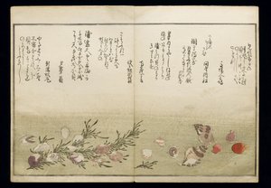Shiohi no tsuto (Dary z odpływu), znany jako Księga Muszli, 1789 (kolorowy drzeworyt) autorstwa Kitagawa Utamaro