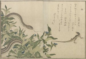 Wąż i jaszczurka, 1788 (kolorowy drzeworyt) autorstwa Kitagawa Utamaro