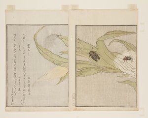 Pająk (Kumo) i Wieczorna Cykada (Higurashi) (kolorowy drzeworyt) autorstwa Kitagawa Utamaro