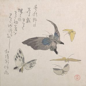 Motyle, XIX wiek. autorstwa Kubo Shunman