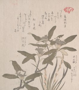 Daphne Odora i Mojisuri-so, XIX wiek. autorstwa Kubo Shunman