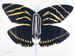 Feathered Butterfly, 2004 (kolorowy ołówek na papierze)