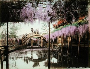 Wisteria w Kameido, Tokio (ręcznie barwiony odbitka albuminowa na karcie) autorstwa Kusakabe (attr. to) Kimbei
