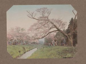 Ludzie i kwiaty wiśni po obu stronach strumienia w Koganei, Tokio, Japonia autorstwa Kusakabe Kimbei