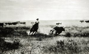 Kowboj na koniu trzymający na lasso cielę (mc. zdjęcie)