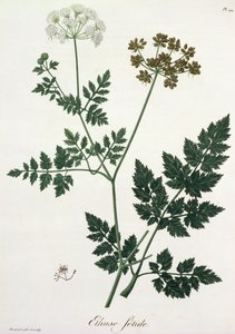 Aethusa Cynapium z „Phytographie Medicale” Josepha Roquesa (1772-1850), opublikowana w 1821 r. autorstwa L.F.J. Hoquart