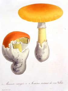 Amanita Caesarea z „Photographie Medicale” Josepha Roquesa (1772-1850), opublikowana w 1821 r. autorstwa L.F.J. Hoquart