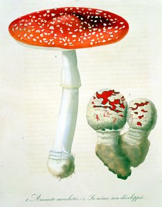 Amanita Muscaria z "Phytographie Medicale" autorstwa Josepha Roquesa (1772-1850), opublikowanej w 1821 r.