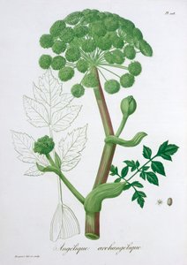 Angelica Archangelica Ogród Angelica, 1821 autorstwa LFJ Hoquart