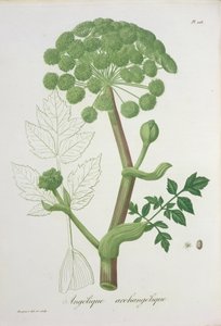Angelica Archangelica z „Phytographie Medicale” Josepha Roquesa (1772-1850), opublikowana w 1821 r.
