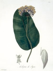 Asclepias Syriaca z „Phytographie Medicale” Josepha Roquesa (1772-1850), opublikowana w 1821 r. autorstwa L.F.J. Hoquart