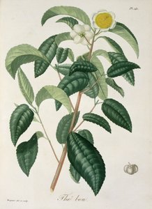 Camellia Thea z „Phytographie Medicale” Josepha Roquesa (1772-1850), opublikowana w 1821 r.