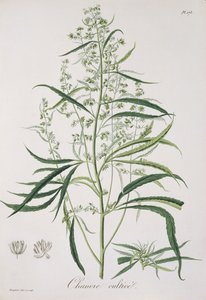 Cannabis Sativa z „Phytographie Medicale” Josepha Roquesa (1772-1850), opublikowana w 1821 r. autorstwa L.F.J. Hoquart