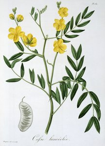 Cassia z „Phytographie Medicale” Josepha Roquesa (1772-1850), wydanej w 1821 r.