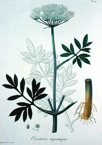 Cicuta Virosa z „Phytographie Medicale” Josepha Roquesa (1772-1850), wydanej w 1821 r. (rycina) autorstwa L.F.J. Hoquart