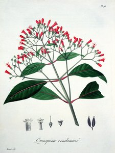 Cinchona z „Phytographie Medicale” Josepha Roquesa (1772-1850), opublikowana w 1821 r. autorstwa L.F.J. Hoquart
