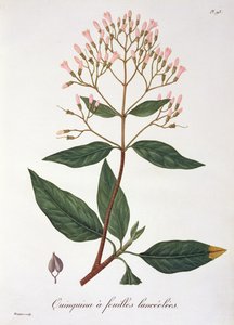 Cinchona z „Phytographie Medicale” Josepha Roquesa (1772-1850), opublikowana w 1821 r.
