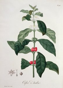 Coffea Arabica z „Phytographie Medicale” Josepha Roquesa (1772-1850), opublikowana w 1821 r.