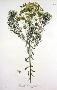 Euphorbia Cyparissias z „Phytographie Medicale” Josepha Roquesa (1772-1850), opublikowana w 1821 r. (rycina) autorstwa L.F.J. Hoquart