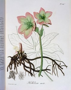 Helleborus Niger z „Phytographie Medicale” Josepha Roquesa (1772-1850), wydanej w 1821 r. autorstwa L.F.J. Hoquart