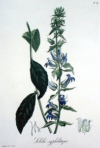 Lobelia Siphilitica z „Phytographie Medicale” Josepha Roquesa (1772-1850), wydana w 1821 r. (rycina) autorstwa L.F.J. Hoquart