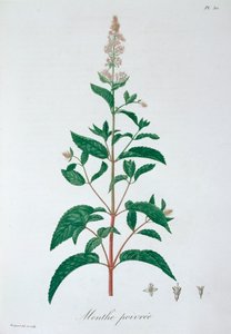 Mentha Piperita Mięta Pieprzowa, 1821 autorstwa LFJ Hoquart