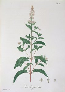 Mentha Piperita z „Phytographie Medicale” Josepha Roquesa (1772-1850), opublikowana w 1821 r. autorstwa L.F.J. Hoquart