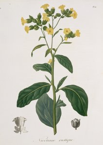 Nicotiana z „Phytographie Medicale” Josepha Roquesa (1772-1850), wydanej w 1821 r. autorstwa L.F.J. Hoquart