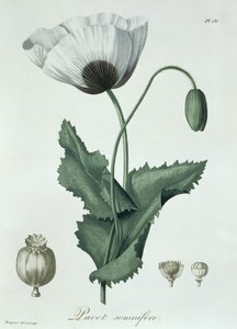 Papaver Somniferum z „Phytographie Medicale” Josepha Roquesa (1772-1850), wydanej w 1821 r.