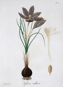Krokus szafranowy, 1821 r. autorstwa LFJ Hoquart