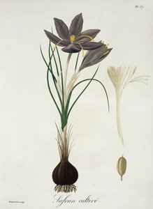 Szafran krokus z „Phytographie Medicale” Josepha Roquesa (1772-1850), opublikowana w 1821 r.