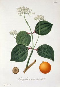 Strychnos nux vomica z „Phytographie Medicale” Josepha Roquesa (1772-1850), wydanej w 1821 r.