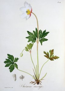 Zawilec leśny z „Phytographie Medicale” Josepha Roquesa (1772-1850), opublikowany w 1821 r.